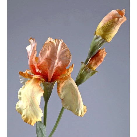 Цветок Ирис жёлто-персиковый от TREEZ, TZ.DEL.TR.401