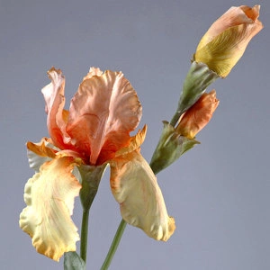 Цветок Ирис жёлто-персиковый
